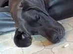 Tabletten für den Hund