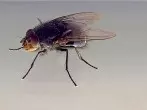 Fliegen in der Küche mit Essigessenz vertreiben