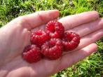 Dicke <strong>Himbeeren</strong> ohne W&uuml;rmer