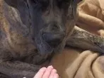 Hartnäckiger Durchfall bei Hunden