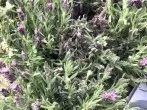 Lavendel gegen Mücken - so geht's