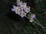 Sanfte Einschlafhilfe: Lavendel - wirkt wochenlang, immer wieder