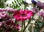 Freude an Blumen in der Vase