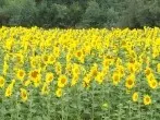 Sonnenblumen länger haltbar