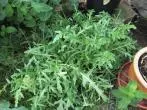 Rucola selber ziehen - einfach und ertragreich