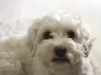 Hund schnell stubenrein