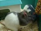 Welches Haustier ist für Kinder geeignet?