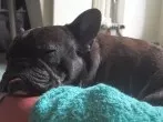 Humana Heilnahrung wenn der Hund Durchfall hat