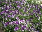 Hornspäne gegen Katzenklo im Blumenbeet
