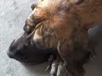 Hunden die Angst vor Gewittern nehmen
