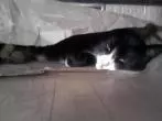 Wenn Katzen die Nacht zum Tag machen