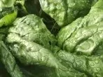 Spinaternte - verfärbte Finger