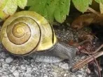 Schnecken mit Salz von Blumentöpfen fernhalten