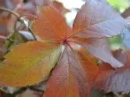Natürliche & dekorative Herbststimmung für drinnen & draußen