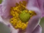 Abgekochtes Petersilienwasser gegen Blatt- & Wollläuse