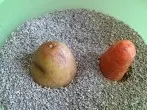 Karotten monatelang frisch im Sand
