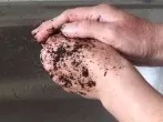 Zarte Hände mit Kaffeesatz