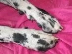 Hundeschuhe selber machen