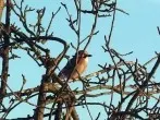 Vogelfutter ausverkauft? Schnelle Notlösung