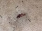 Blutflecken auf dem Teppich?