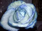 Weiße Blumen blau färben mit Tintenwasser
