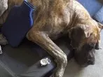 Junger Hund heult nicht mehr