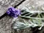 Lavendelöl gegen Herpes