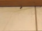 Spinnen in der Wohnung