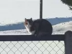 Katzen daran hindern, Krallen an Holzmöbeln zu schärfen