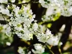 Ohrenzwicker für gesunde Obstbäume & -Früchte ohne Chemie