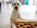 <strong>Hundekekse</strong> selbst gebacken