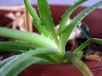 Aloe Vera-Saft sinnvoll einsetzen und auftragen