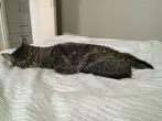 Alten Kater und junges Kätzchen aneinander gewöhnen