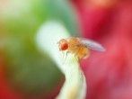 Obstfliegen loswerden