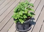 Aus alt mach neu - Kartoffeln auf dem Balkon ziehen