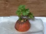 Möhren"gärtchen" für Kinder