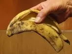 Bananenschalen: Natürlicher Rosendünger