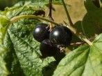 <strong>Schwarze</strong> Johanna - mein Lieblingsfr&uuml;chtchen als Brotaufstrich