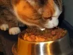 Heikle Katzen füttern mit Thunfischöl