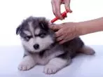 Anti-Zecken-Mittel bei Hunden