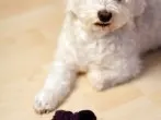 Hundespielzeug kostenlos