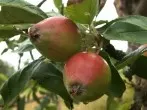 Marmelade aus frühreifen Früchtchen