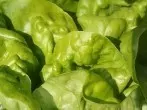 Salatkopf sauber und trocken eintüten
