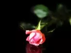 Haarspray auf Rosen