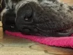 Katzen und Hunde können auch Sonnenbrand bekommen