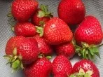 Erdbeeren im Kühlschrank richtig lagern