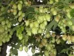 Hopfen dekorieren mit Kapuzienerkresse - auch gut als Beruhigungstee