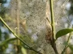 Gemüseschutznetze gegen Schädlinge