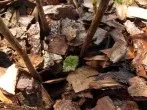 Vor dem Ausbringen von Rindenmulch: Boden mit Hornspänen düngen