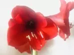 Hilfe für schlappe Amaryllis - umdrehen, Stiel mit Wasser füllen